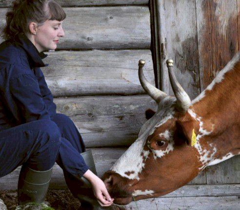 Bilde: Kathrine Kinn måter en ku