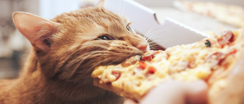 Bilde: Katt som spiser pizza