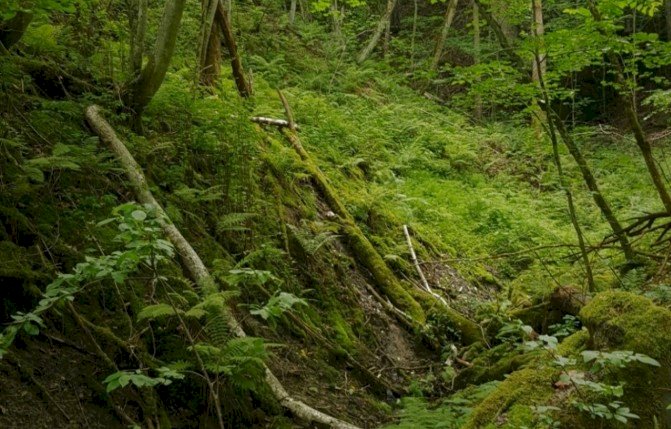 Bilde: Ravine på Romerike