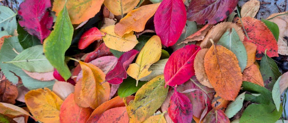 Høstmix  | Konsert med Lillestrøm kulturskole, 2025-11-17T18:00:00+01:00, from 18.00 to 19.00